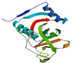 Poly ADP Ribose Polymerase 12 (PARP12)