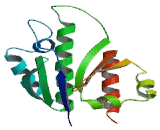 Poly/rC Binding Protein 1 (PCBP1)