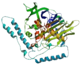 Polyamine Oxidase (PAOX)