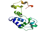 Polycystic Kidney Disease 2 Like Protein 1 (PKD2L1)