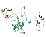 Polymerase DNA Directed Alpha 2 (POLa2)