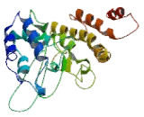 Polymerase DNA Directed Delta 2 (POLd2)