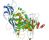 Polymerase DNA Directed Epsilon 1 (POLe)