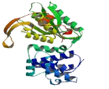 Polymerase DNA Directed Lambda (POLl)