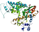 Polymerase DNA Directed Nu (POLn)