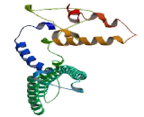 Polymerase I And Transcript Release Factor (PTRF)