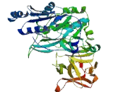 Polypeptide-N-Acetylgalactosaminyltransferase 1 (GALNT1)