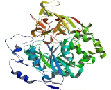 Polypeptide-N-Acetylgalactosaminyltransferase 10 (GALNT10)