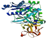 Polypeptide-N-Acetylgalactosaminyltransferase 11 (GALNT11)