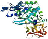 Polypeptide-N-Acetylgalactosaminyltransferase 12 (GALNT12)