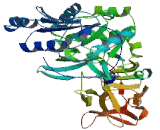 Polypeptide-N-Acetylgalactosaminyltransferase 13 (GALNT13)