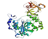 Polypeptide-N-Acetylgalactosaminyltransferase 2 (GALNT2)