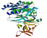 Polypeptide-N-Acetylgalactosaminyltransferase 3 (GALNT3)