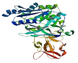 Polypeptide-N-Acetylgalactosaminyltransferase 4 (GALNT4)