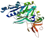 Polypeptide-N-Acetylgalactosaminyltransferase 5 (GALNT5)