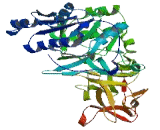 Polypeptide-N-Acetylgalactosaminyltransferase 9 (GALNT9)