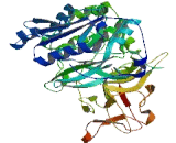 Polypeptide-N-Acetylgalactosaminyltransferase Like Protein 3 (GALNTL3)