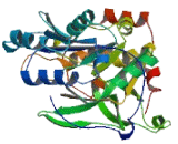 Polypeptide-N-Acetylgalactosaminyltransferase Like Protein 5 (GALNTL5)