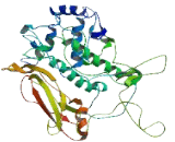 Polyphenol Oxidase (PPO)