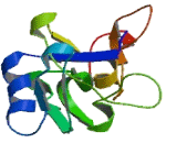 Pore Membrane Protein of 121kDa (POM121)