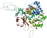 Potassium Channel Subfamily U, Member 1 (KCNU1)