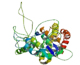 Potassium Channel Subfamily V, Member 1 (KCNV1)