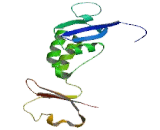 Potassium Channel Tetramerisation Domain Containing Protein 1 (KCTD1)