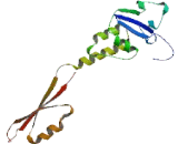 Potassium Channel Tetramerisation Domain Containing Protein 17 (KCTD17)