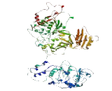 Potassium Chloride Cotransporters 1 (KCC1)