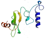 Potassium Chloride Cotransporters 2 (KCC2)