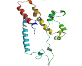 Potassium Chloride Cotransporters 3 (KCC3)