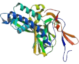 Potassium Inwardly Rectifying Channel Subfamily J, Member 1 (KCNJ1)