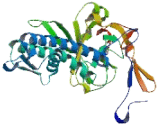 Potassium Inwardly Rectifying Channel Subfamily J, Member 16 (KCNJ16)