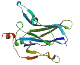 Potassium Inwardly Rectifying Channel Subfamily J, Member 2 (KCNJ2)