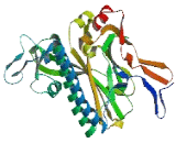 Potassium Inwardly Rectifying Channel Subfamily J, Member 4 (KCNJ4)