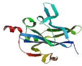 Potassium Inwardly Rectifying Channel Subfamily J, Member 8 (KCNJ8)