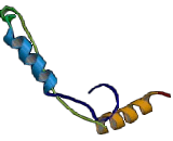 Potassium Large Conductance Calcium Activated Channel Subfamily M Beta 1 (KCNMb1)