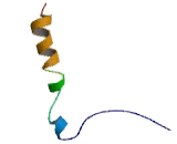 Potassium Voltage Gated Channel Shaker Related Subfamily, Member 4 (KCNA4)