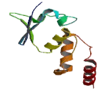 Potassium Voltage Gated Channel Shal Related Subfamily, Member 1 (KCND1)