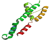 Potassium Voltage Gated Channel Subfamily G, Member 1 (KCNG1)