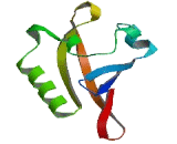 Potassium Voltage Gated Channel Subfamily H, Member 5 (KCNH5)