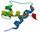 Pre-B-Cell Leukemia Homeobox Protein 4 (PBX4)