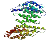 Preferentially Expressed Antigen Of Melanoma Family Member 17 (PRAMEF17)