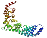 Preferentially Expressed Antigen Of Melanoma Family Member 18 (PRAMEF18)