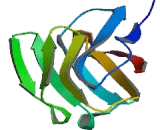 Pregnancy Specific Beta-1-Glycoprotein 1 (PSG1)