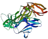 Pregnancy Specific Beta-1-Glycoprotein 10 (PSG10)