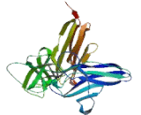 Pregnancy Specific Beta-1-Glycoprotein 11 (PSG11)