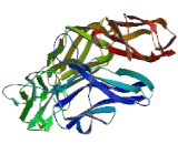 Pregnancy Specific Beta-1-Glycoprotein 4 (PSG4)