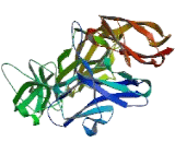 Pregnancy Specific Beta-1-Glycoprotein 9 (PSG9)