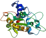 Primase, DNA Polypeptide 2 (PRIM2)